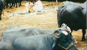 waterbuffalo